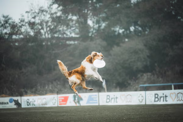 USDDN 26.9.2026 – 26. září 2026