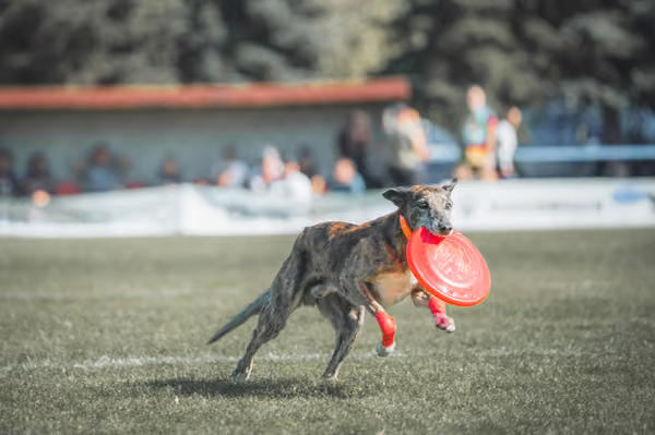 USDDN 27.9.2026 – 27. září 2026