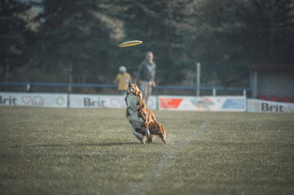 USDDN 27.9.2026 – 27. září 2026
