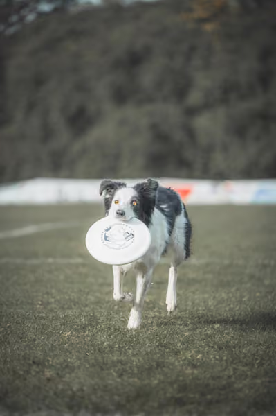 USDDN 27.9.2026 – 27. září 2026