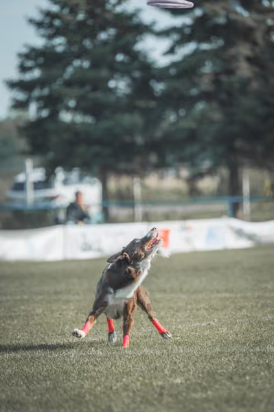 USDDN 27.9.2026 – 27. září 2026