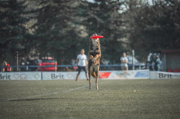 USDDN 27.9.2026 – 27. září 2026