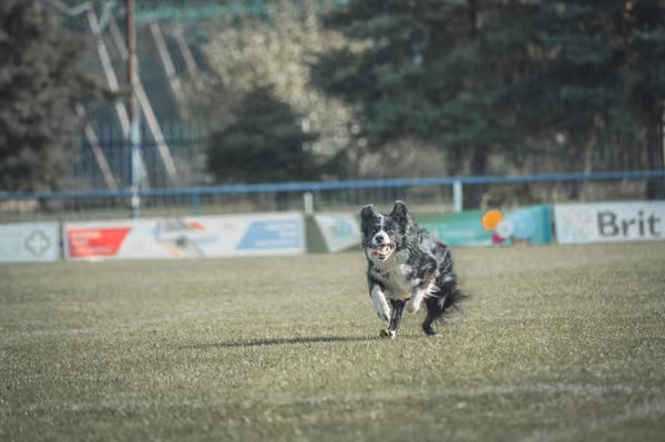 USDDN 27.9.2026 – 27. září 2026