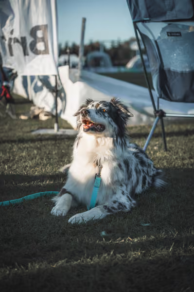 USDDN 27.9.2026 – 27. září 2026